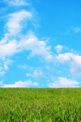Obraz premium Green wheat field against a beautiful blue sky