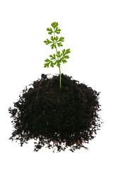 Young green plant