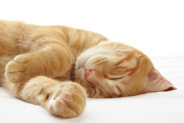 Fototapeta na wymiar Ginger cat spanie na łóżku