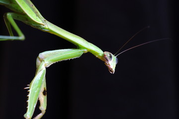 カマキリ/黒バック