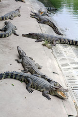 Crocodile Farm