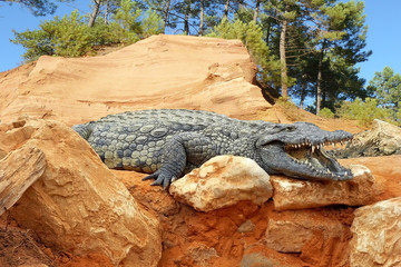 Crocodile