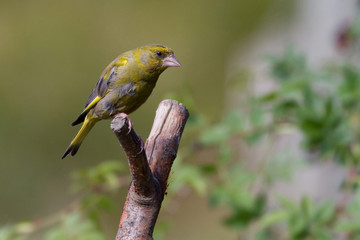 Greenfinch (Carduelis chloris)