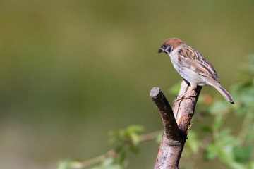 Tree Sparrow (Passer montanus)