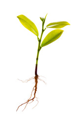 plant on white isolation