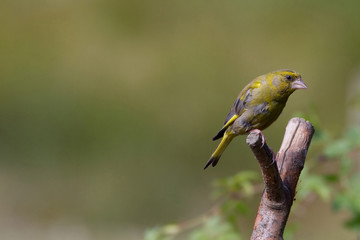 Greenfinch (Carduelis chloris)