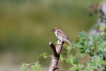 Tree Sparrow (Passer montanus)