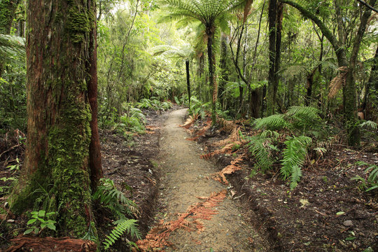 Fototapeta Walking trail in tropical forest jungle