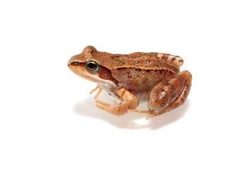 frog,isolated.