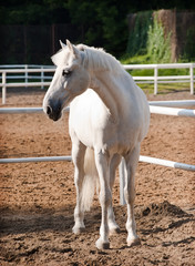 Obraz na płótnie Canvas White Horse