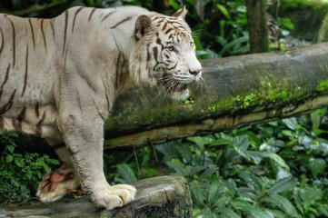 White Tiger