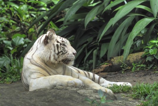 White Tiger Resting