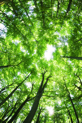 Beech canopy