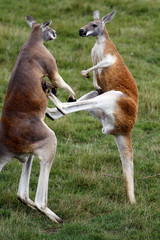 Combat de kangourous
