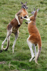 Combat de kangourous