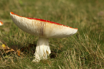 Big toadstool in the grass