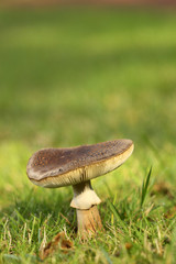 Mushroom in the grass