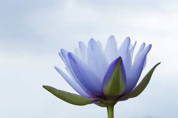 Water Lily with sky