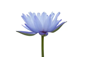 Fototapete Wasserlilien Seerose isoliert auf weißem Hintergrund