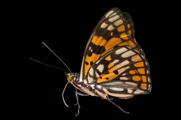 Fototapeta na wymiar Butterfly (Sephisa dichroa) 10