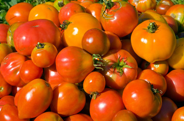 Heap of Tomatoes 10