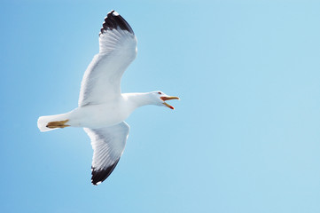 Sea gull in flight on a blue sky