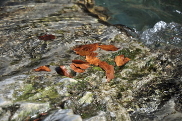 hojas otoño en rápido rio.