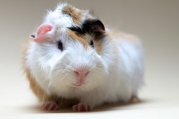 Guinea Pig