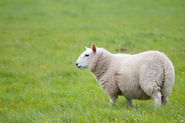 Obraz premium farm yard sheep