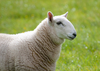 Obraz premium close in view of sheep