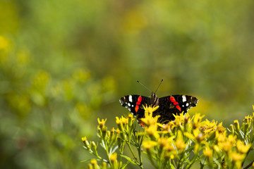 Mały śliczny motyl Rusałka Admirał na żółtym kwiatku