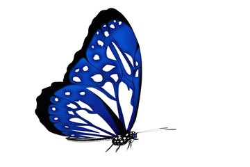 Beau papillon bleu détouré © imagika