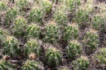 Naklejka na ściany i meble Kaktus echinocereus enneacanthus auf Gran Canaria