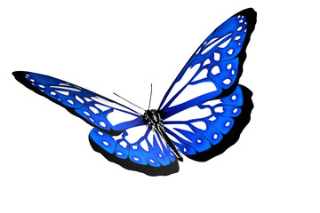 Magnifique papillon bleu sur fond blanc