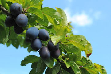 Zweig mit Zwetschgen