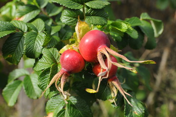 Früchte der Wildrose