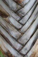 Baum der Reisenden auf Gran Canaria