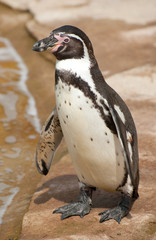 Naklejka premium magellanic penguin