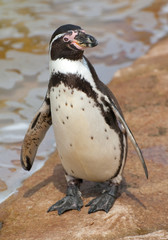penguin by water