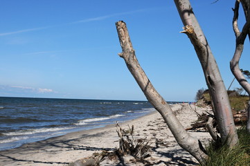 Fototapeta na wymiar Patrząc na zachodniej plaży darss Bałtyku