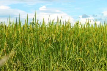 Young spike or ear of rice in rich jasmine rice field