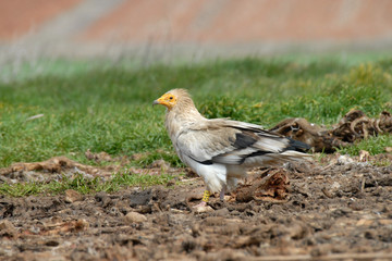 Alimoche en el campo