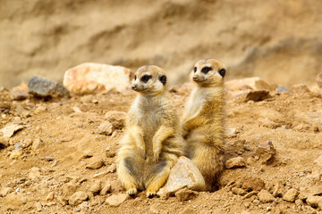 Two Suricata suricatta © ArtushFoto