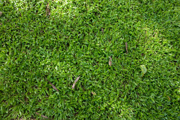 Green Grass with Sunlight