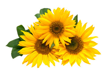 Naklejka premium Sunflowers, isolated on a white background.