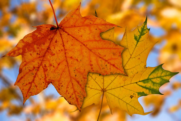 Naklejka na ściany i meble two maple leaves on blurry autumnal background