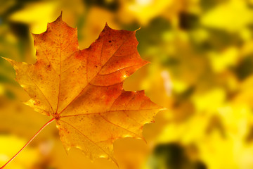 Naklejka na ściany i meble maple leaf on colored blurry autumnal background