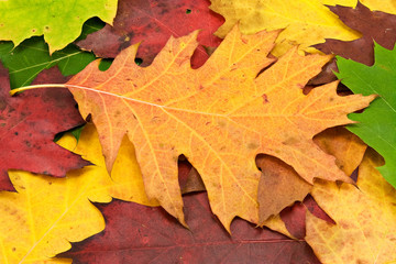 Naklejka na ściany i meble Colorful image of fallen leaves. Perfect for seasonal use
