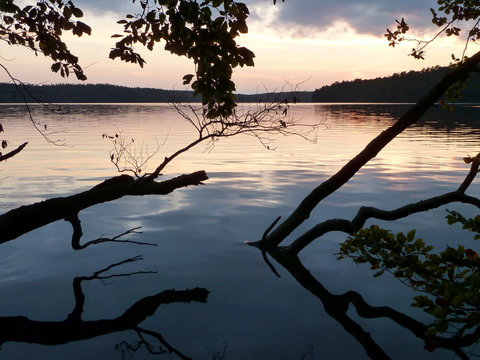 Waldsee im Abendlicht