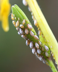 Aphids Congregate on the Stems of a Plant